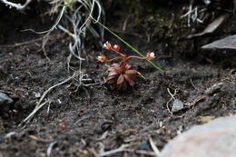 Image of pygmyflower rockjasmine