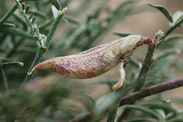 Imagem de Astragalus casei A. Gray