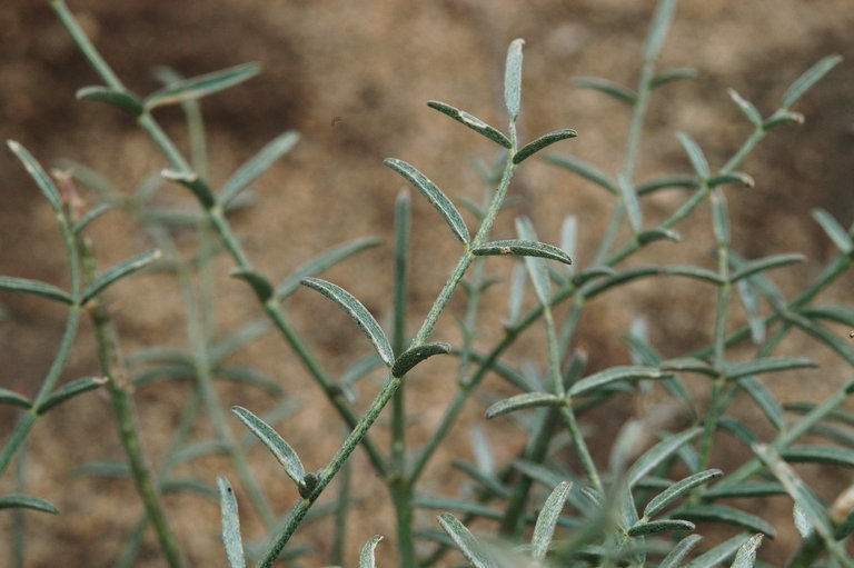 Imagem de Astragalus casei A. Gray