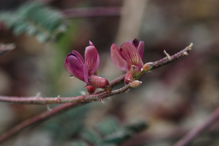 Image of Inyo Locoweed