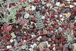 Image of Inyo Locoweed