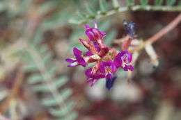 Image of Inyo Locoweed