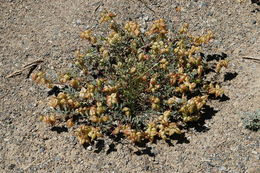 Imagem de Astragalus lentiginosus var. fremontii (A. Gray ex Torr.) S. Watson