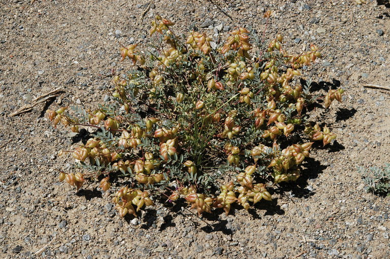 Imagem de Astragalus lentiginosus var. fremontii (A. Gray ex Torr.) S. Watson