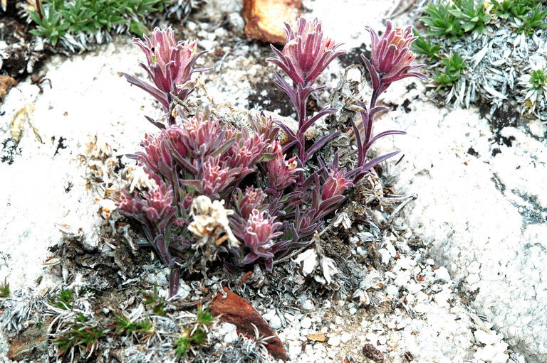 Image of dwarf alpine Indian paintbrush