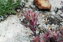 Image of dwarf alpine Indian paintbrush