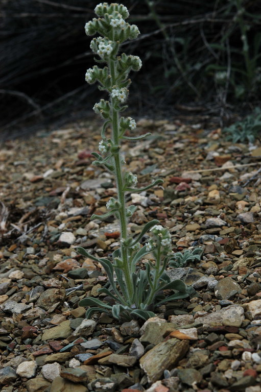 صورة <i>Cryptantha virginensis</i>