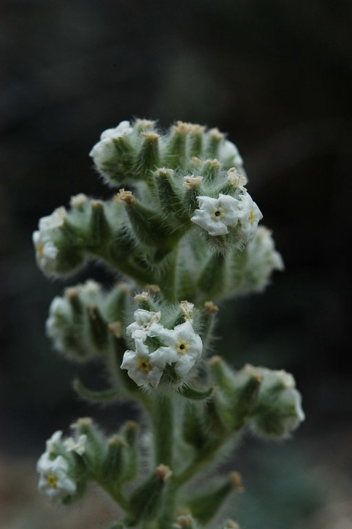 صورة <i>Cryptantha virginensis</i>