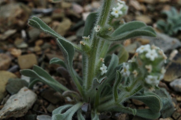 صورة <i>Cryptantha virginensis</i>