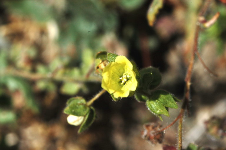 صورة Emmenanthe penduliflora Benth.