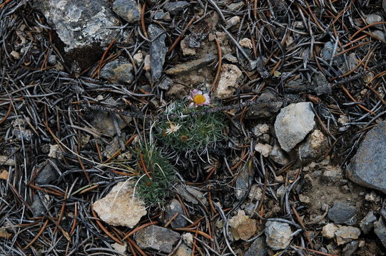 Слика од Erigeron compactus Blake