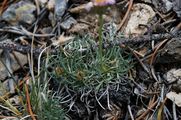 Слика од Erigeron compactus Blake