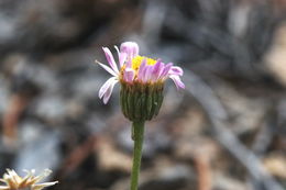 Слика од Erigeron compactus Blake