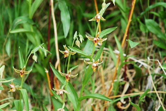 Image of Stream orchid