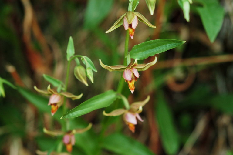 Image of Stream orchid