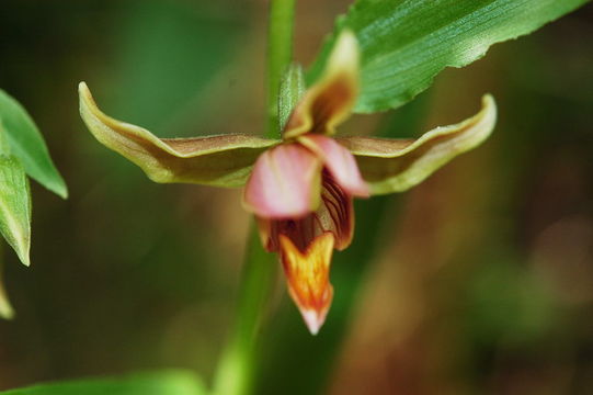 Image of Stream orchid