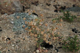 Image of spotted buckwheat