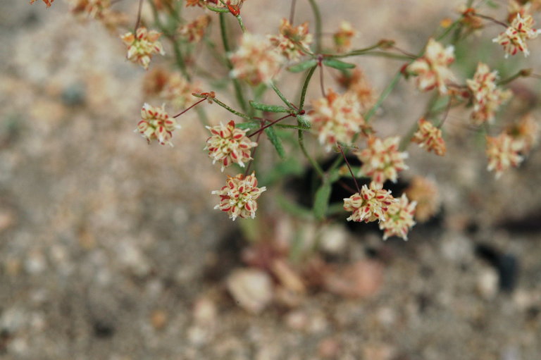 Image of spotted buckwheat