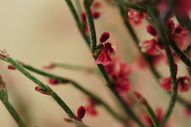 Imagem de Eriogonum nidularium Coville