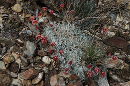 Imagem de Eriogonum ovalifolium var. nivale (Canby ex Coville) M. E. Jones