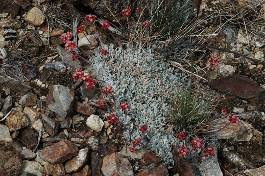 Image of cushion buckwheat