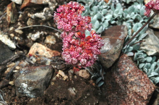 Eriogonum ovalifolium var. nivale (Canby ex Coville) M. E. Jones的圖片