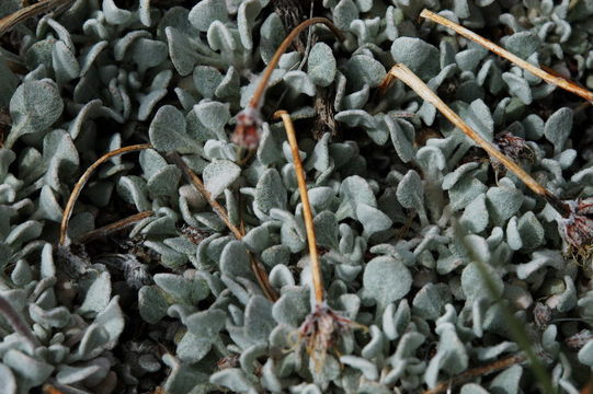 Image of cushion buckwheat