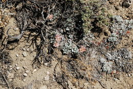 Image of cushion buckwheat