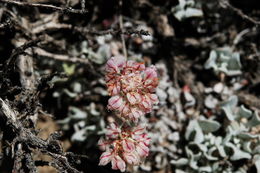 Image of cushion buckwheat