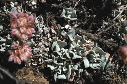 Image of cushion buckwheat