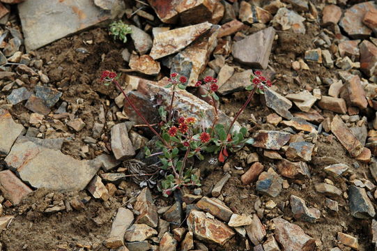 Image of sulphur-flower buckwheat