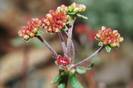 Image of sulphur-flower buckwheat