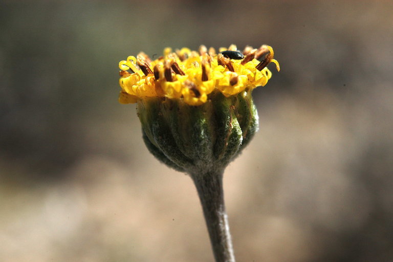 Image of fineleaf hymenopappus