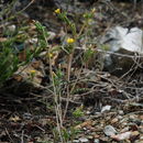 Image of variegated-bract blazingstar