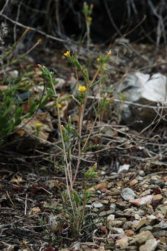 Image of variegated-bract blazingstar