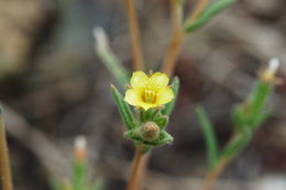 Image of variegated-bract blazingstar