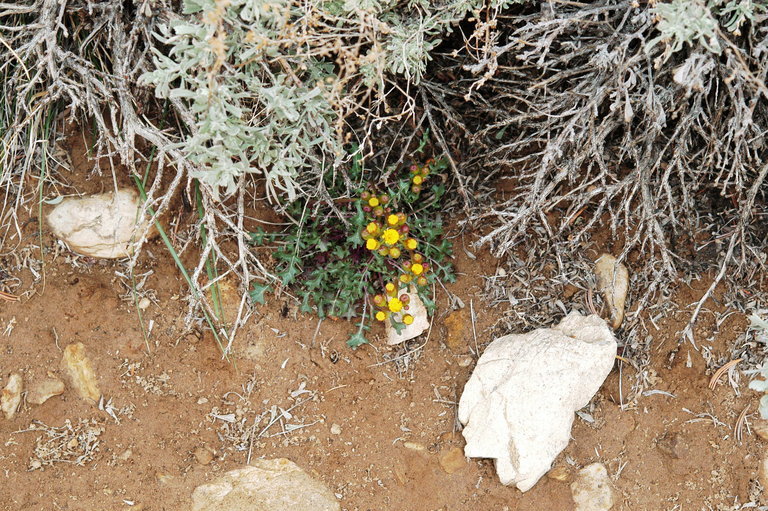 Image of lobeleaf groundsel