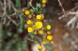 Image of lobeleaf groundsel