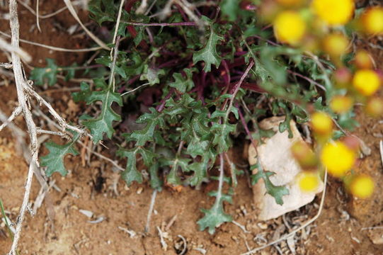 Image of lobeleaf groundsel