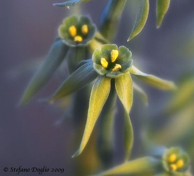 Narcissus viridiflorus Schousb. resmi