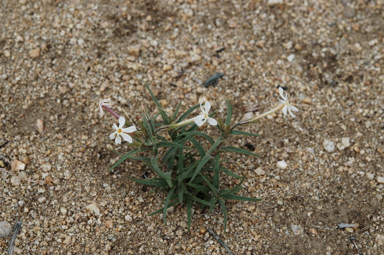 Image of longleaf phlox