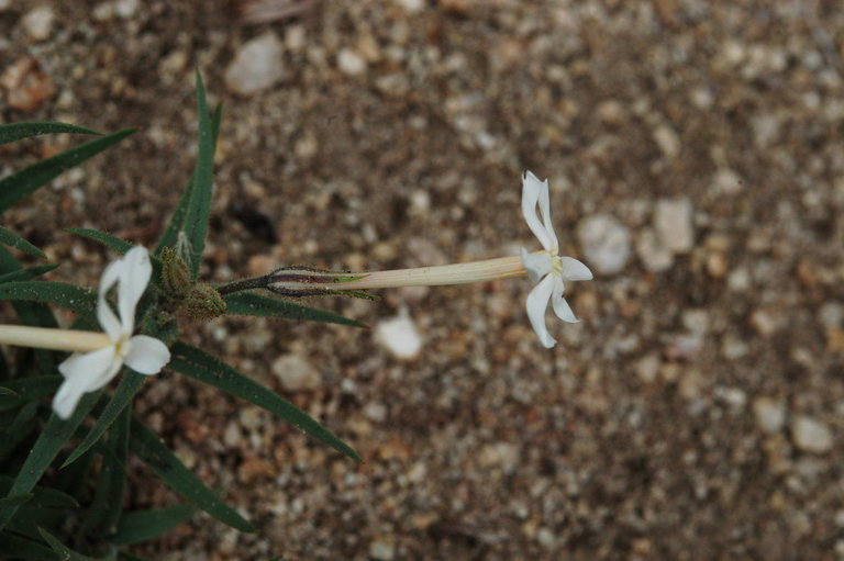 Image of longleaf phlox