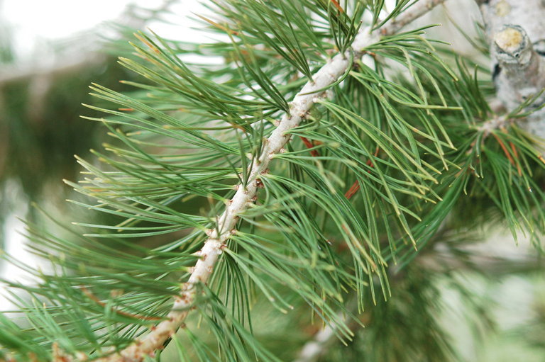 Pinus flexilis E. James resmi