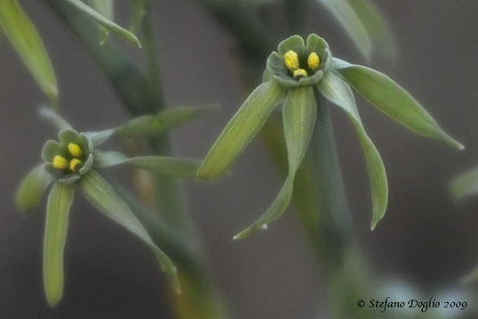 Narcissus viridiflorus Schousb. resmi