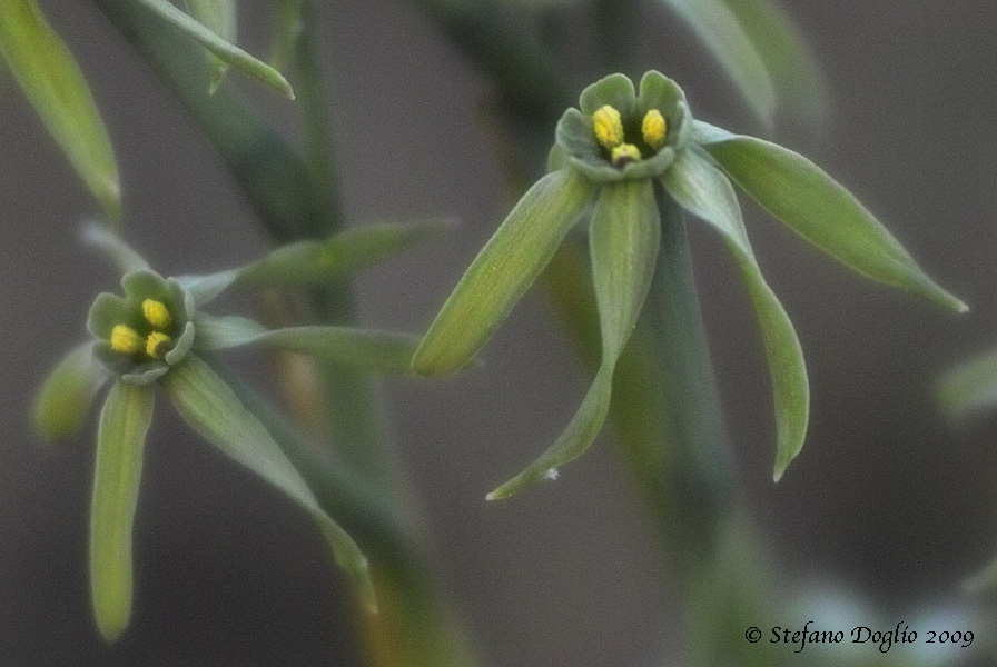 Image of Narcissus viridiflorus Schousb.