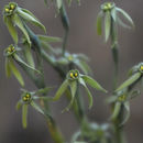 Image de Narcissus viridiflorus Schousb.