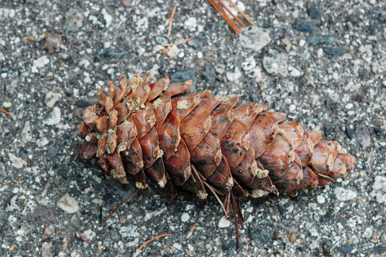 Pinus flexilis E. James resmi