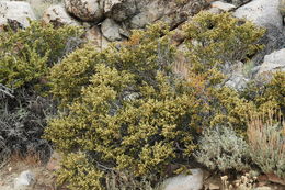 Plancia ëd <i>Purshia tridentata</i> var. <i>glandulosa</i>