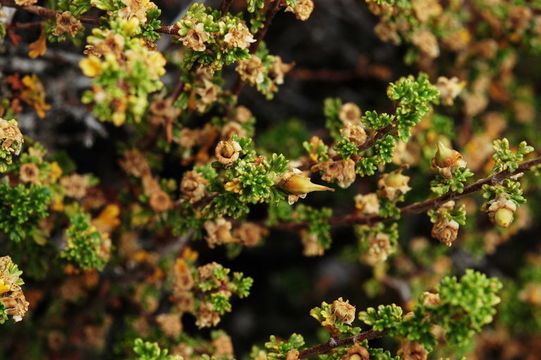 Image of <i>Purshia tridentata</i> var. <i>glandulosa</i>