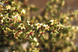 Image of <i>Purshia tridentata</i> var. <i>glandulosa</i>